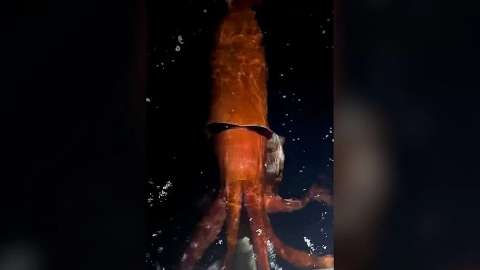 Why a Live Giant Squid at the Surface Is an Extraordinary Ocean Rarity
