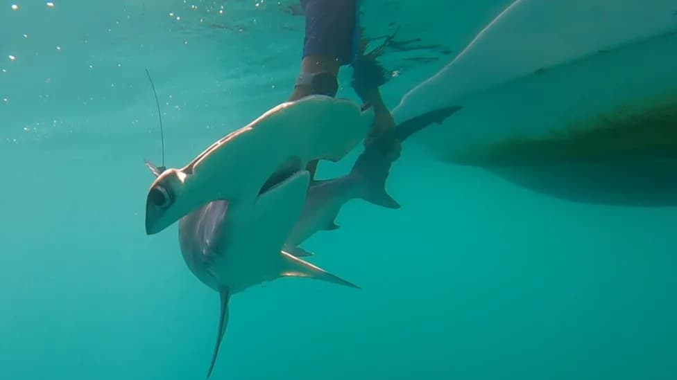 Smooth Hammerhead Sharks Return to the Galápagos After 20+ Years — Possible Juvenile Nursery Found