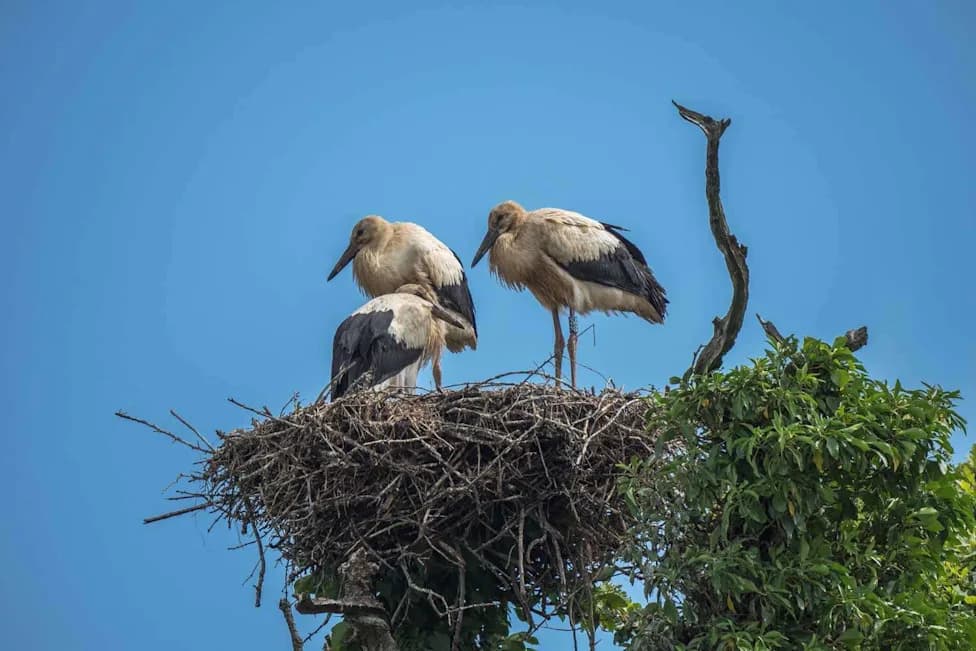 After 600 Years, White Storks Return to the Midlands — Three Juveniles Released at Willington Wetlands