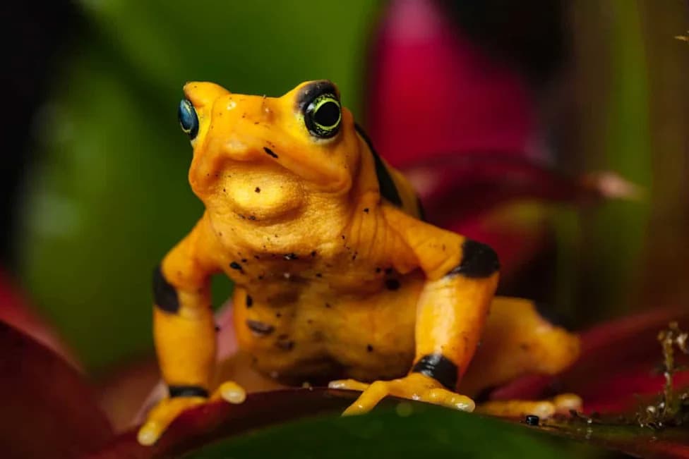 Panamanian Golden Frogs Feel Rain Again After 20 Years — A Milestone Toward Reintroduction