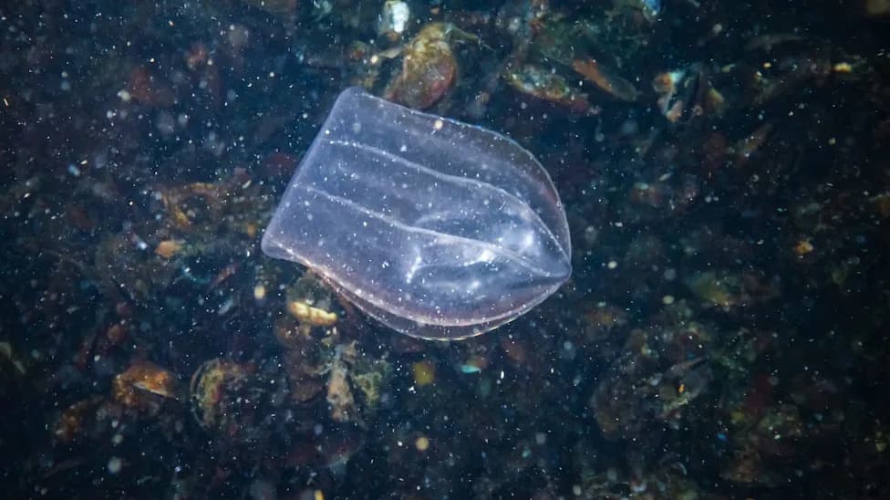 Glowing 'Sea Cannibal' Comb Jelly Is Invading the Baltic — A New Threat to Fish Stocks and Fisheries