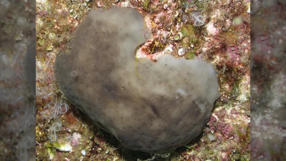 Messy Nickname, Big Impact: Chicken Kidney Sponge Could Help Clean Polluted Harbors