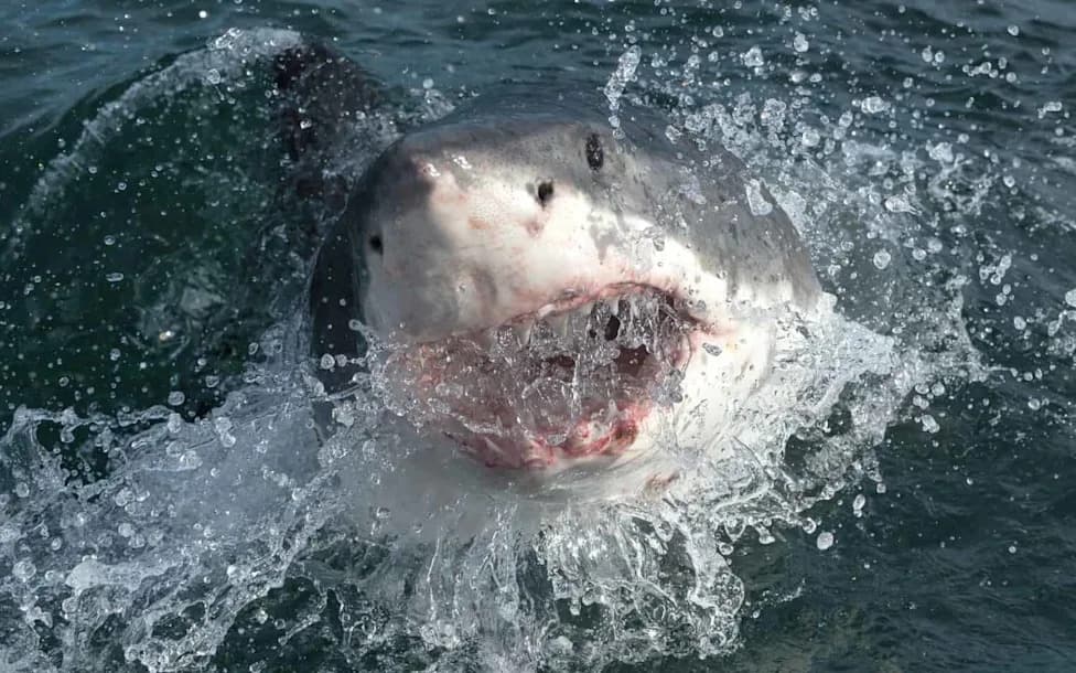 Forty Great Whites in a Day: How a Strong El Niño Could Bring Sharks Closer to California Beaches