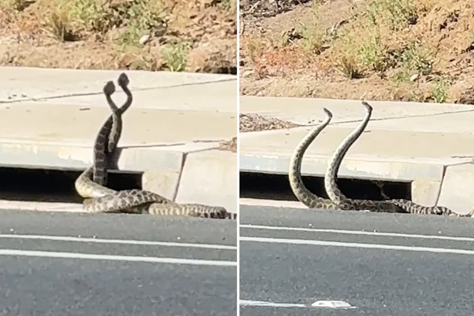 Giant Rattlesnakes Lock in Rare 'Combat Dance' on Thousand Oaks Street as Snakebites Rise