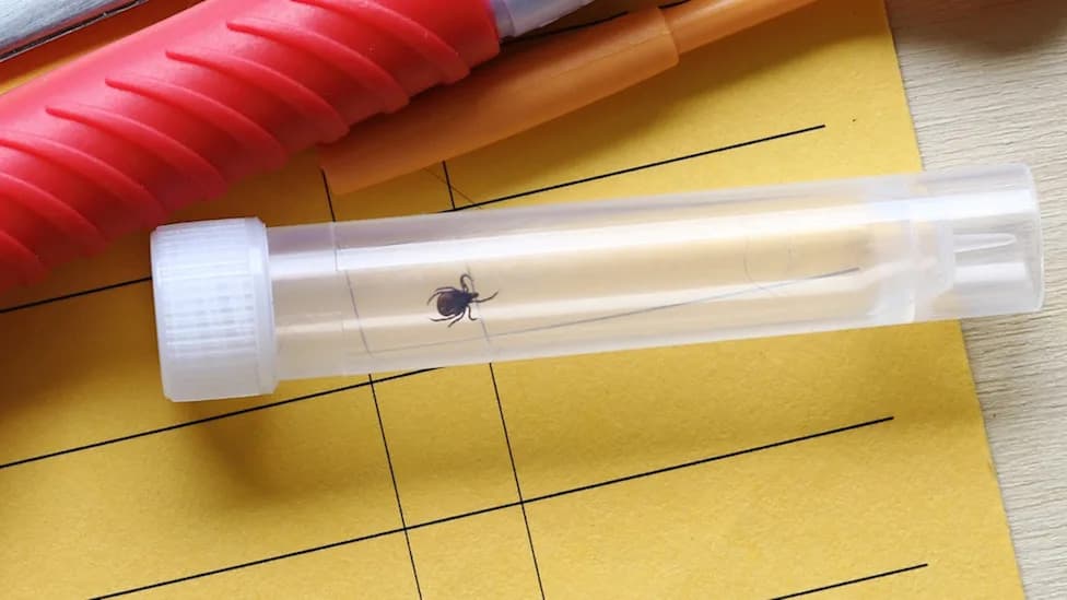 Upstate NY Lab: One-Third Of Mailed-In Ticks Carry Pathogens, Study Finds