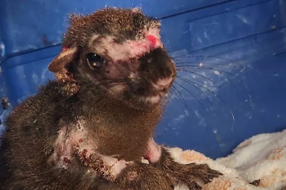 Squirrel Pox Appears in US Backyards: Wart‑Like Tumours Seen — Pets Unlikely to Be Infected