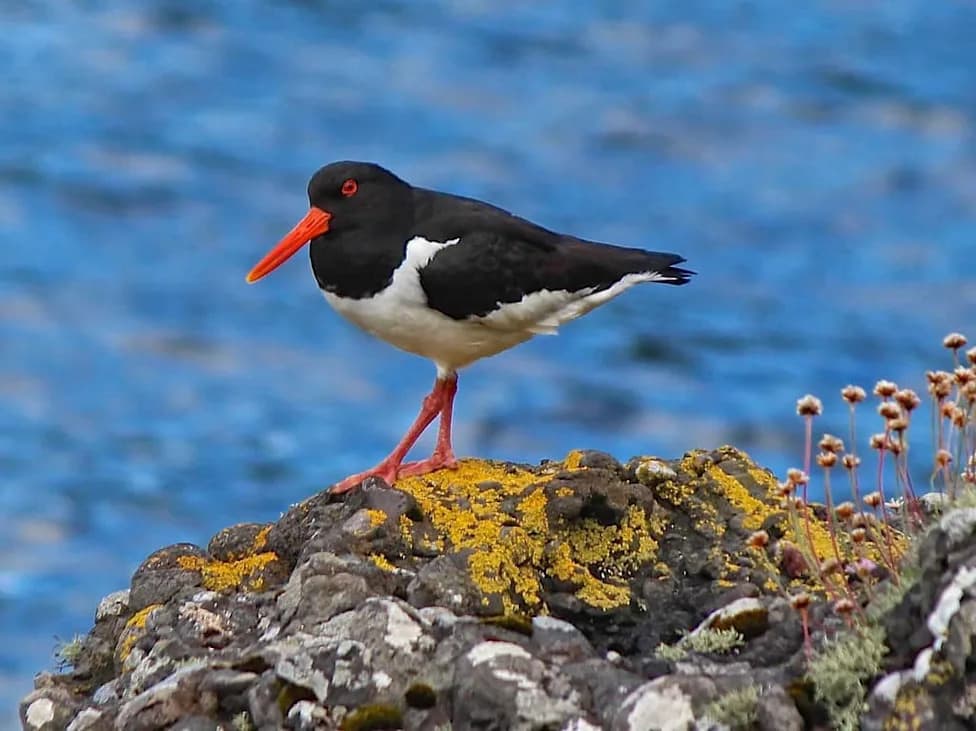 The Oystercatcher’s Comeback: How 15 Years of Local Action Boosted Populations 45%