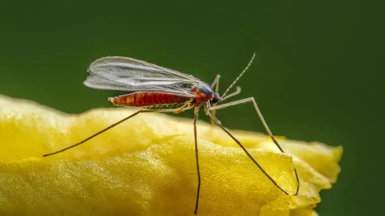 Tiny Insects Are Turning Back a Century-Old Melaleuca Invasion in Florida