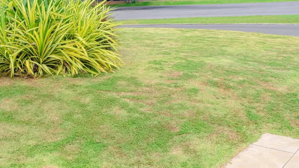 HOA Notice Pushes Colorado Homeowner Into $4,000 Drought-Friendly Yard Makeover