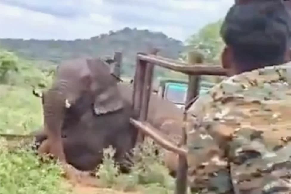 Rescue Team Frees Young Tusker Wedged in Railway Barricade After Four-Hour Operation
