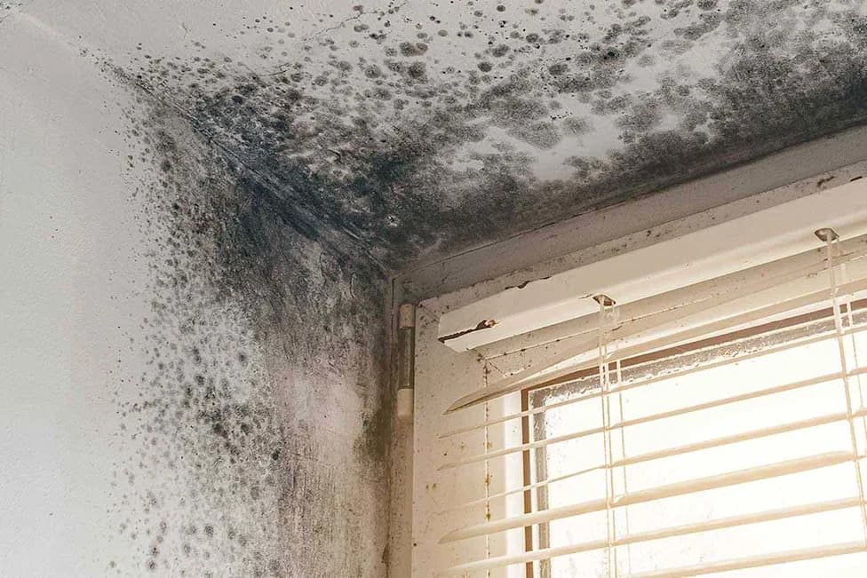 CDC Study: Invasive Mold Infections Often Lead to ICU Care and High Death Rates — Risk Especially Elevated After COVID-19