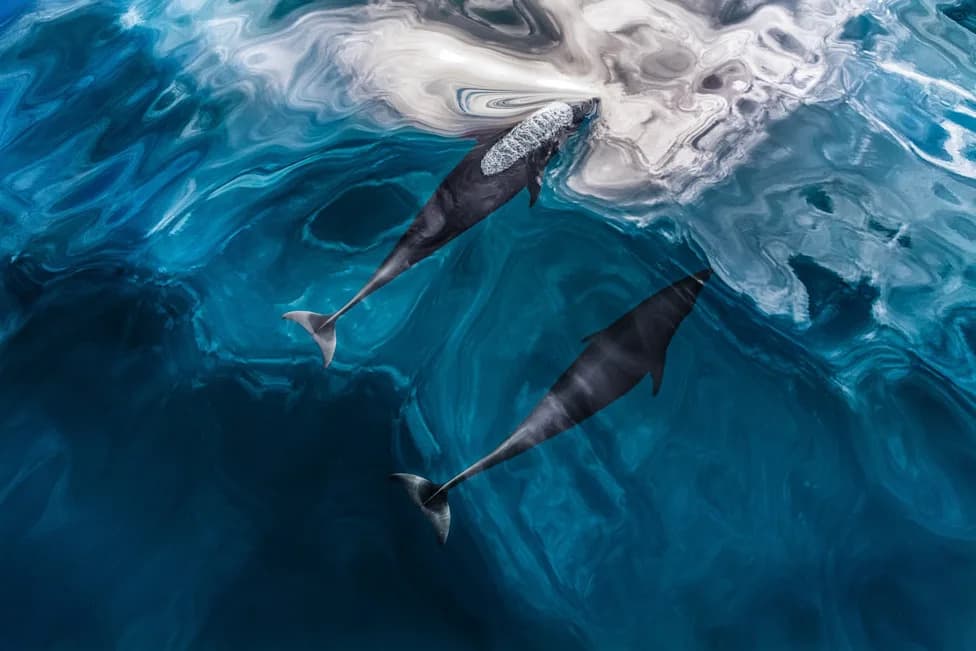 How Echolocation Works: Nature’s Sonar From Bats to Blind Humans
