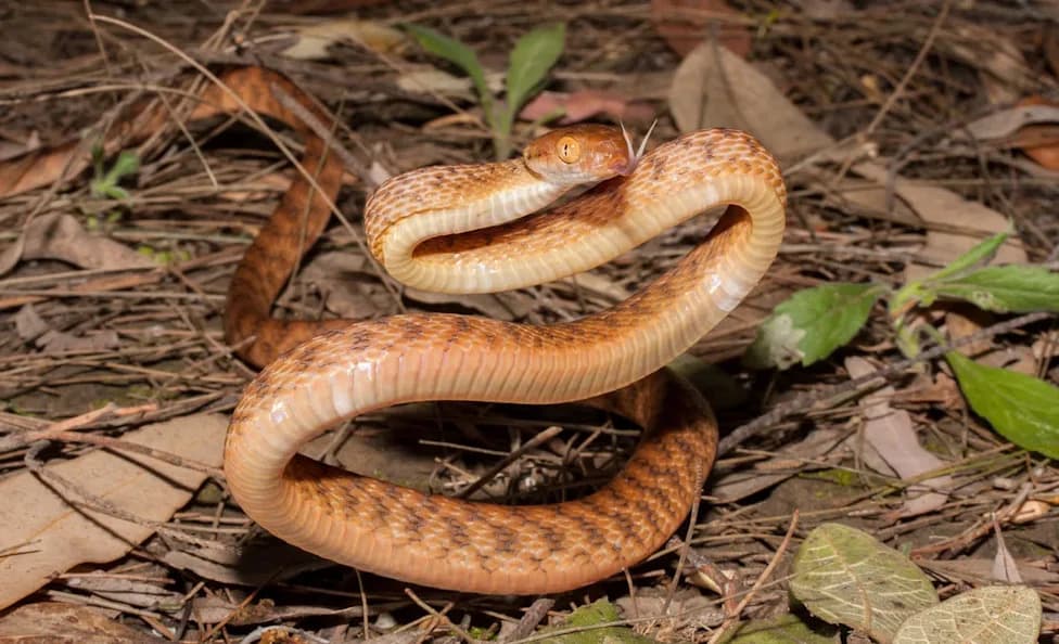 Hidden DNA Diversity Helped Brown Tree Snakes Thrive and Overrun Guam