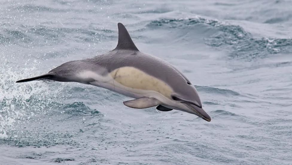 Metals and 'Forever Chemicals' Linked to Accelerated Aging in Common Dolphins — A Warning for Humans