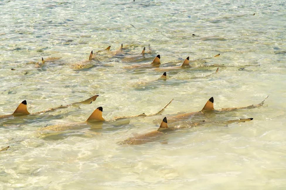 Warm Water and Local Action Turn Brazilian Cove Into a Vital Blacktip Shark Nursery