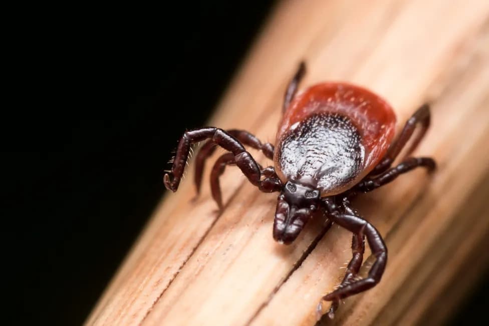 First Confirmed Bourbon Virus Case In New York — Doctors Warn Cases May Be Undetected