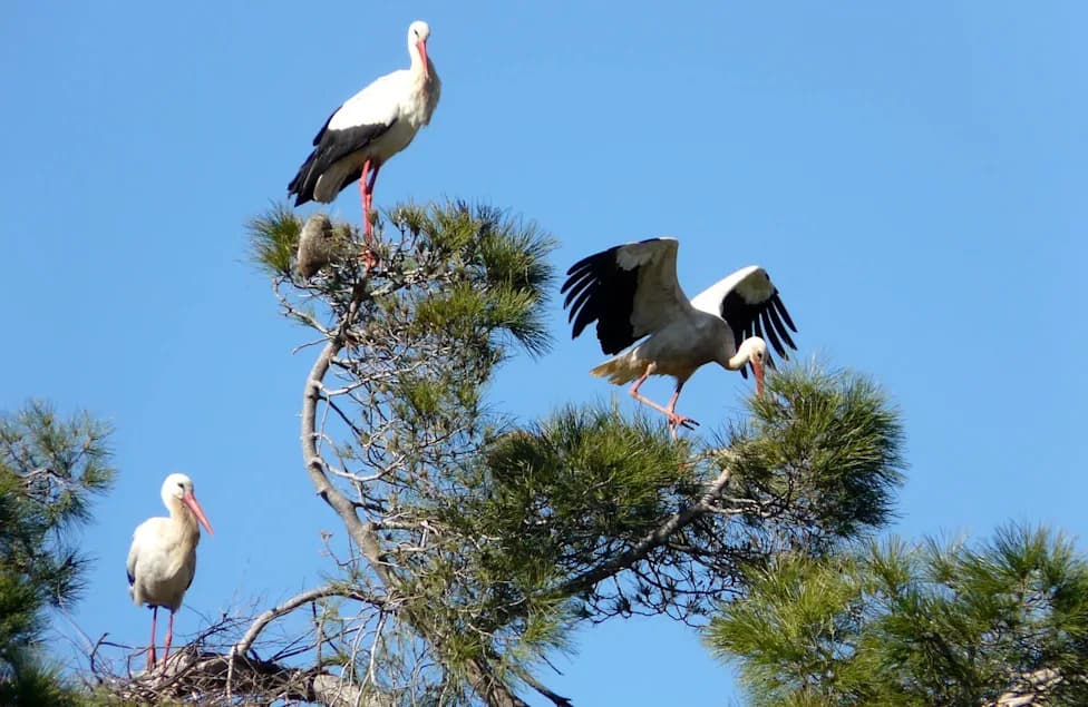Three White Storks Return to Derbyshire Wetlands — A Milestone in Rewilding the Midlands After 600 Years