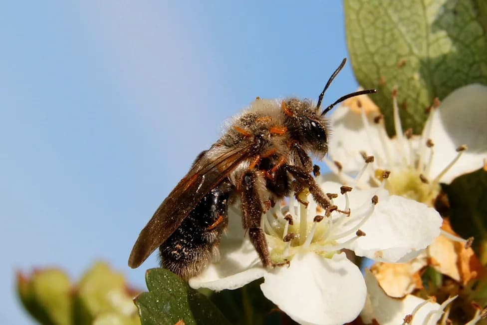 Beetle Larvae Synthesize Flower Scents to Trick Wild Bees — A New Form of Chemical Mimicry