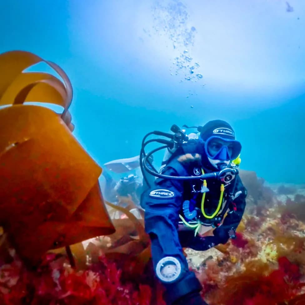 After 40 Years, Scientist Confirms New 'Pink-Zebra' Seaweed From UK Maerl Beds