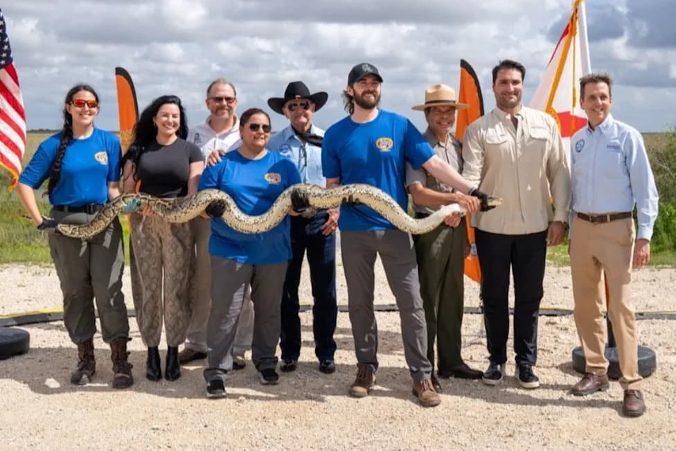Florida's Python Challenge: Captures, Photos and a Push to Protect the Everglades
