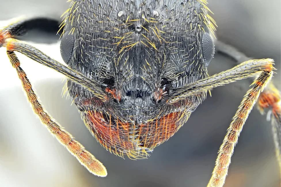 New Bulgarian Ant, Messor odrysarum, Could Unlock Mystery of Europe's Cryptic Ants