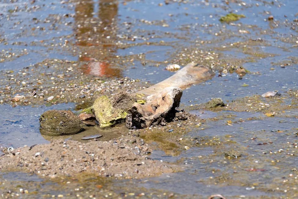 Drought Exposes Mammoth Bones on Danube Near Ruse, Bulgaria