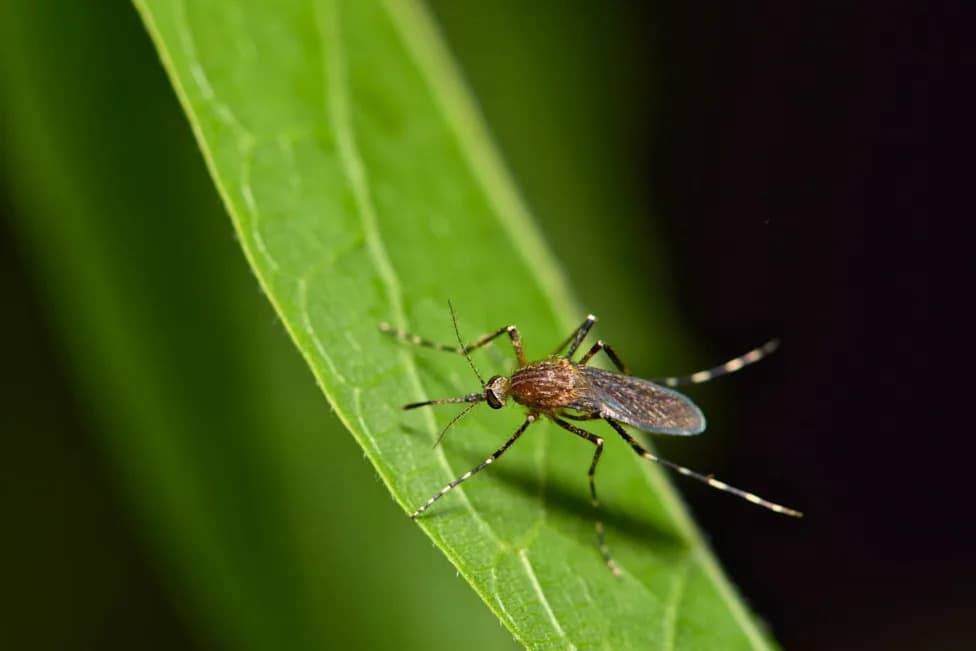 600,000 Male Mosquitoes Released Across Maryland and D.C. — They Don’t Bite, and Here’s Why