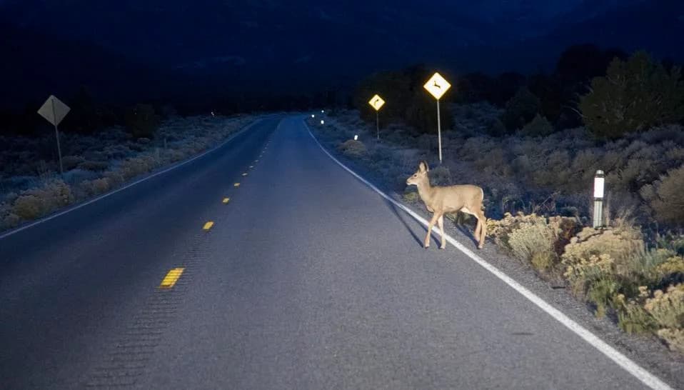 Pennsylvania Launches 11-Agency Work Group to Expand Wildlife Crossings and Cut Vehicle Collisions