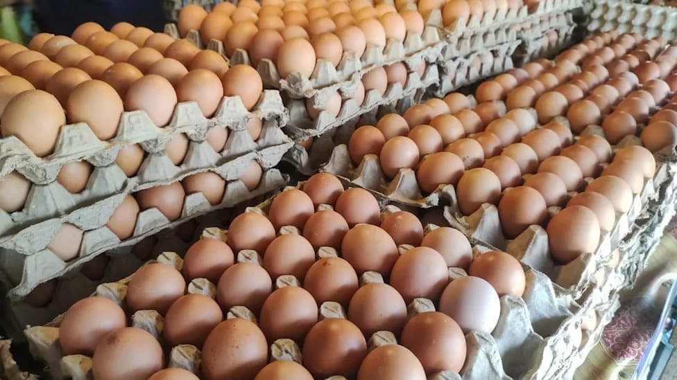 Egg Recall Tied to 98 Salmonella Illnesses — 73 Cases in Texas; 1.59M Dozen Recalled
