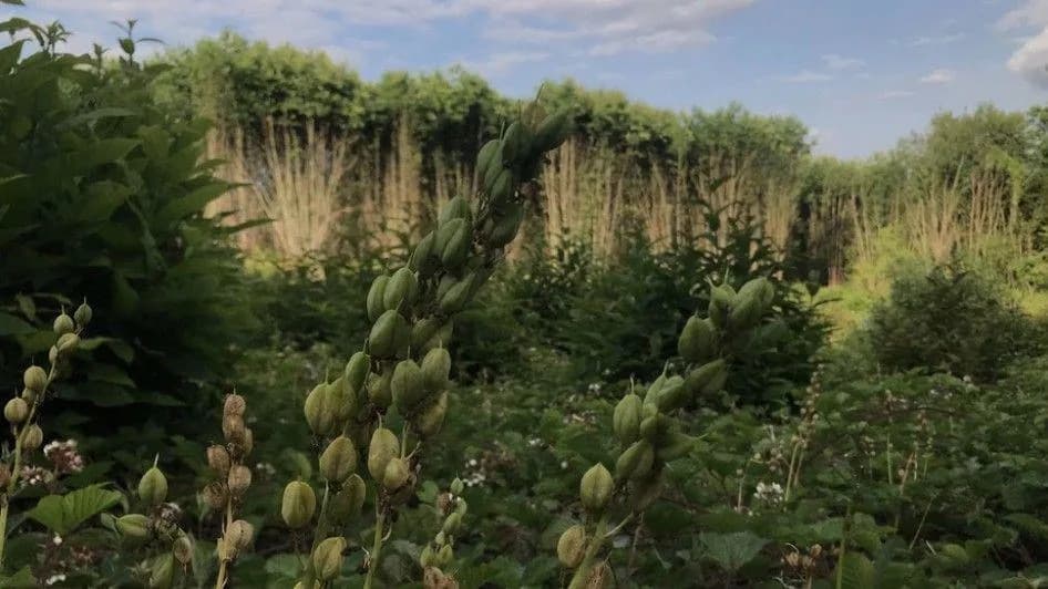 Quarry Plan Risks Kent’s Ancient Woodland — Campaigners Urge Public To Object