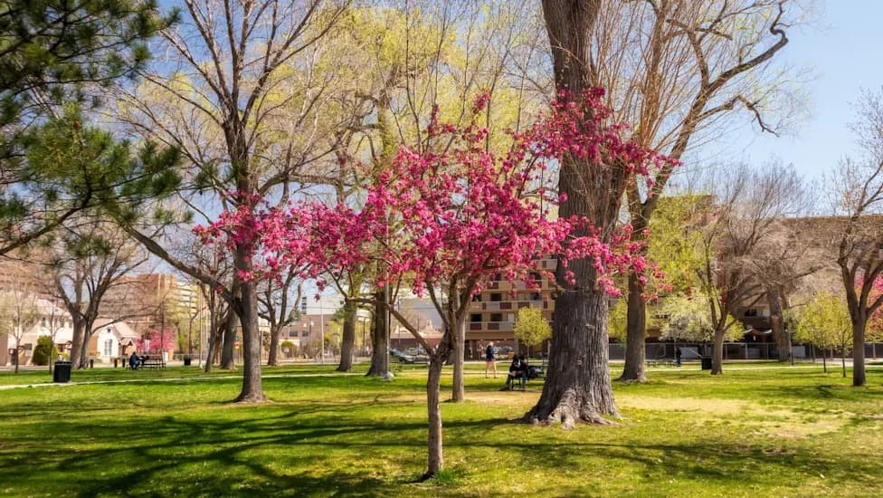 Albuquerque Doubles Down on 'Bee City' Effort, Turning Medians and Parks Into Pollinator Havens