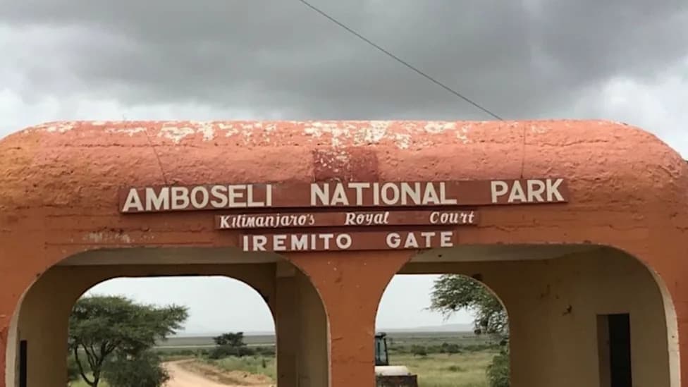 Officials Probe After 15 Elephants Found Dead Near Kenya's Amboseli National Park