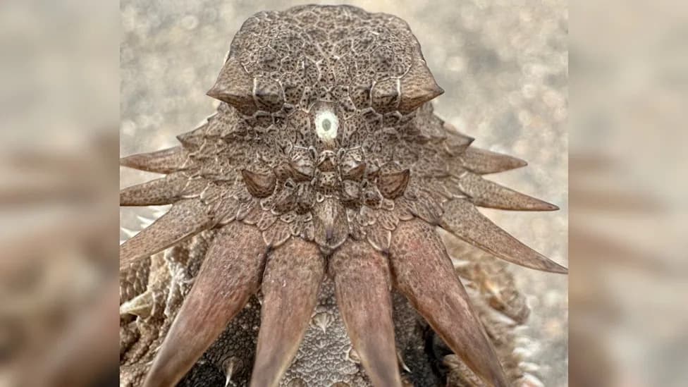 Our Two Eyes From One 'Cyclops'? New Model Traces Vertebrate Retinas to a Single 600-Million-Year-Old Median Eye