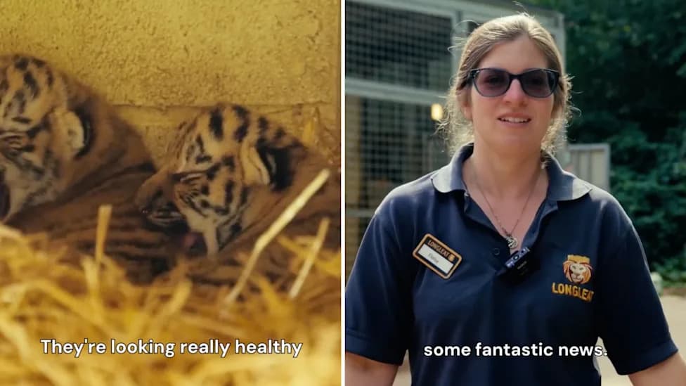 Longleat Welcomes Twin Amur Tiger Cubs — A Rare Boost For Conservation