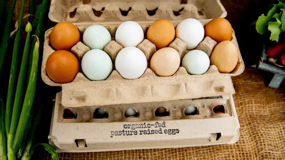 UK Study: Organic Free-Range Eggs Have a Bigger Climate Footprint Than Caged Production