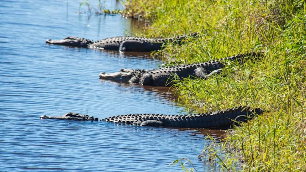 Alligator Turnpike: Florida Canals and Ponds Channel Gators Into Neighborhoods