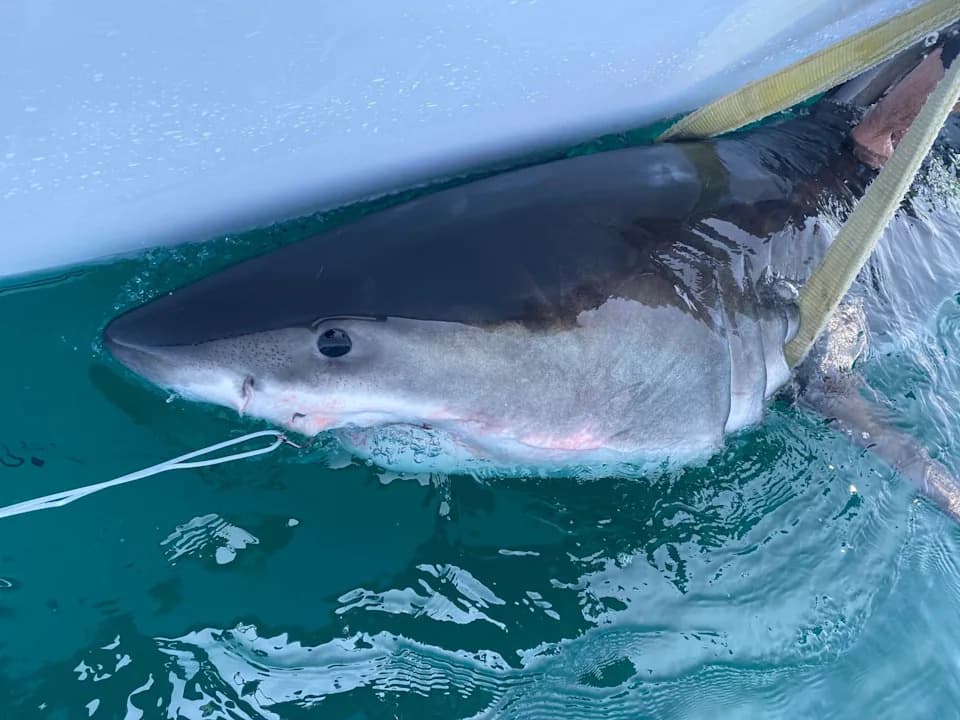Great White 'Percy' Pings 14 Miles Off Long Island After 4,660-Mile Journey