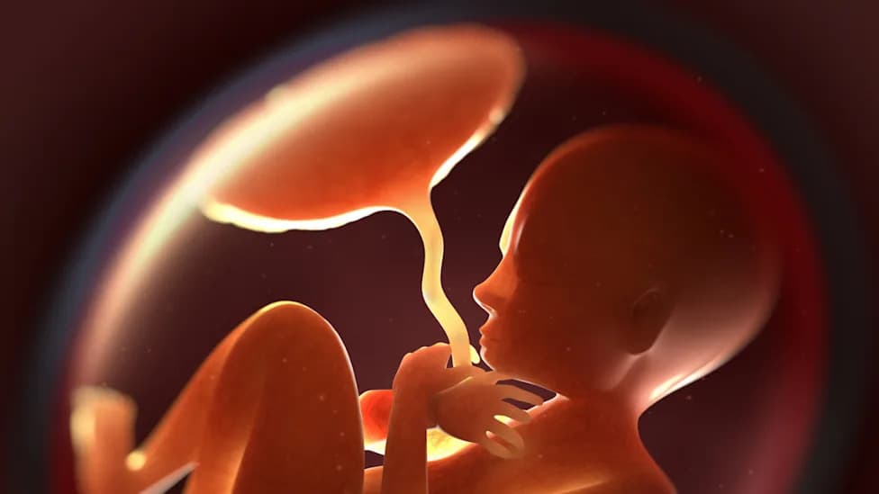 Study: Micro- and Nanoplastics Cross a Human Placental Model and Alter Steroid Hormones