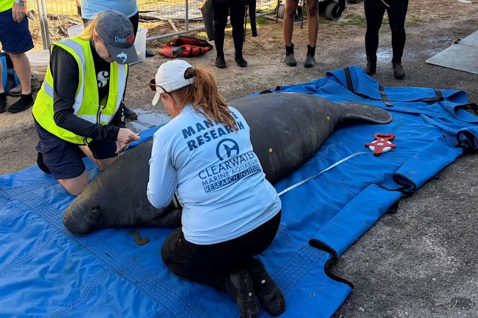 More Than 20 Rehabilitated Manatees Returned to Florida After Years of Care