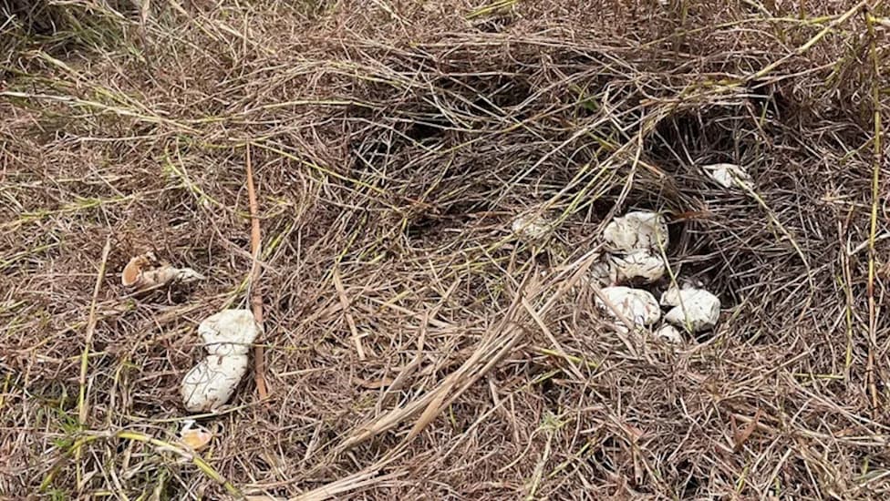 Vultures Found Feeding on Burmese Python Eggs — First Recorded Case in Florida