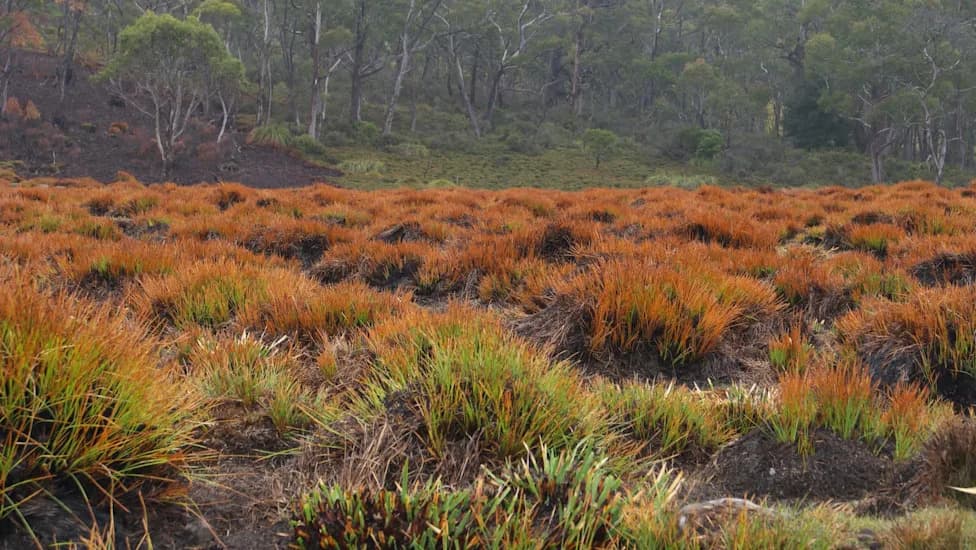 Australia's Hidden Peat Fires: How Controlled Burns Can Protect Wetlands and Rare Species
