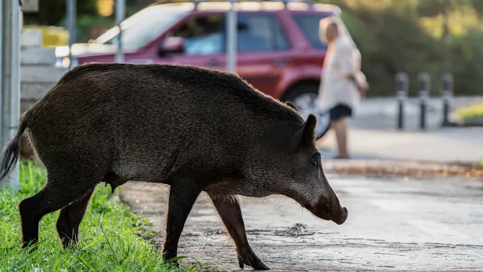 Massive 'Javaporcos' Roam Soledade Streets, Prompting Safety Warnings