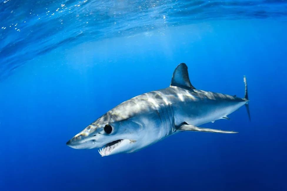 How Shark Spines Power Speed: What Great Whites and Makos Hide Inside Their Vertebrae