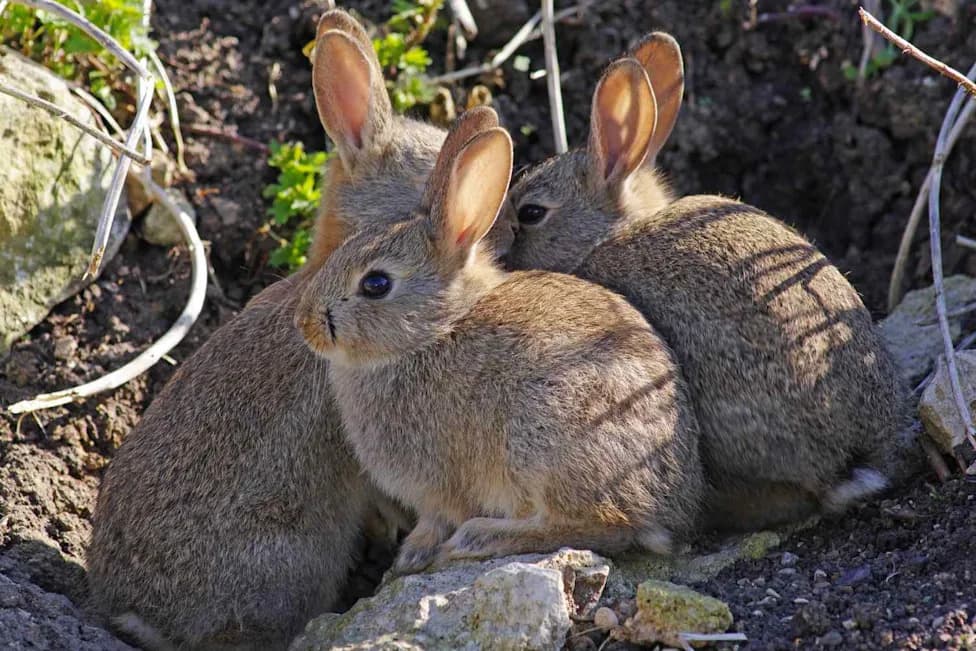 Three Probable 'Rabbit Fever' Cases in Suffolk County, NY — 9-Year-Old Among Those Affected
