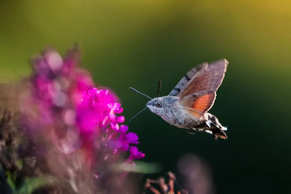 Hummingbird Hawk-Moths Buzz Across UK Gardens — Could 2026 Be A Boom Year?