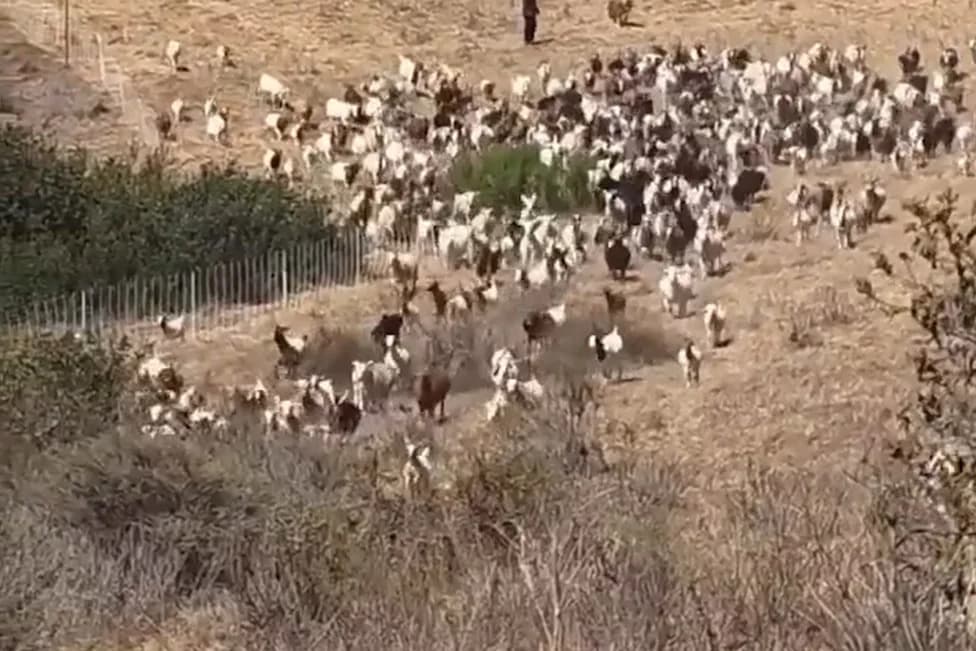 Tiny Sheepdog Becomes Hero — Herds Goats to Clear Landing Zone for Laguna Beach Rescue