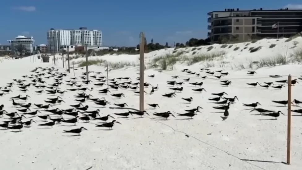 Florida Business Owners Charged After Scattering About 1,500 Mothballs to Drive Off Protected Shorebirds