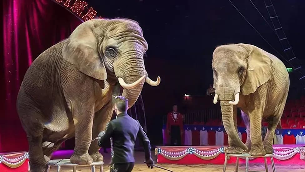 After 40 Years In The Ring, Portugal’s Last Circus Elephant Retires To The Country’s First Sanctuary