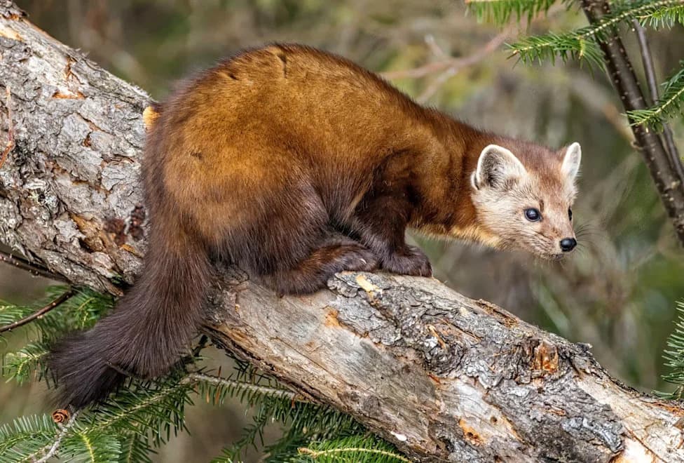 Trail Camera Films Female Pine Marten With Four Kits on Exmoor — Early Win for Reintroduction