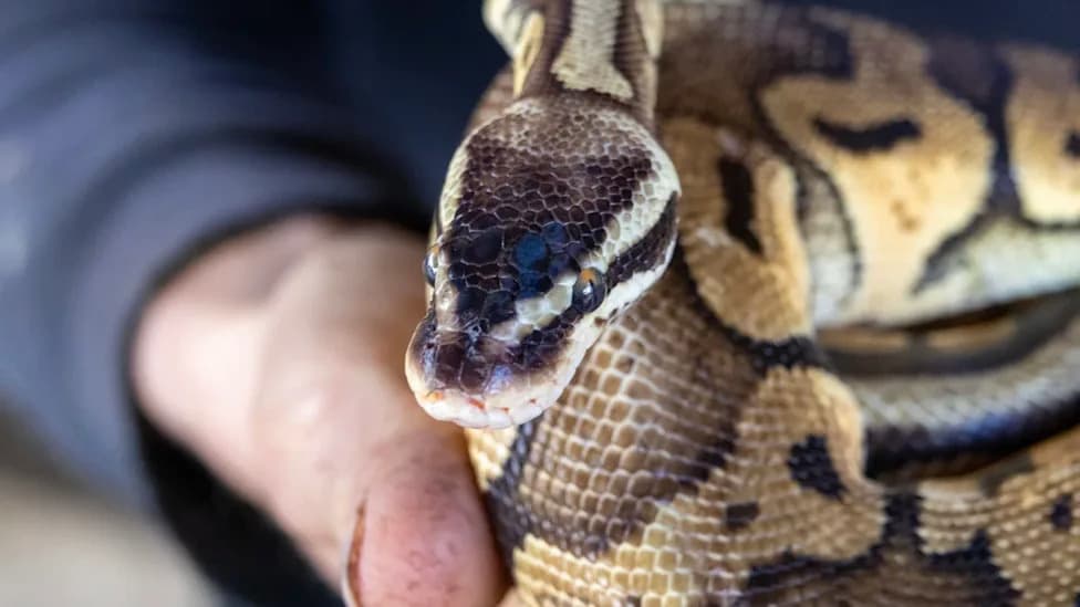 Florida Biologists Track Male Pythons to Snare Breeding Females — 8,080 Pounds Removed in Six Months